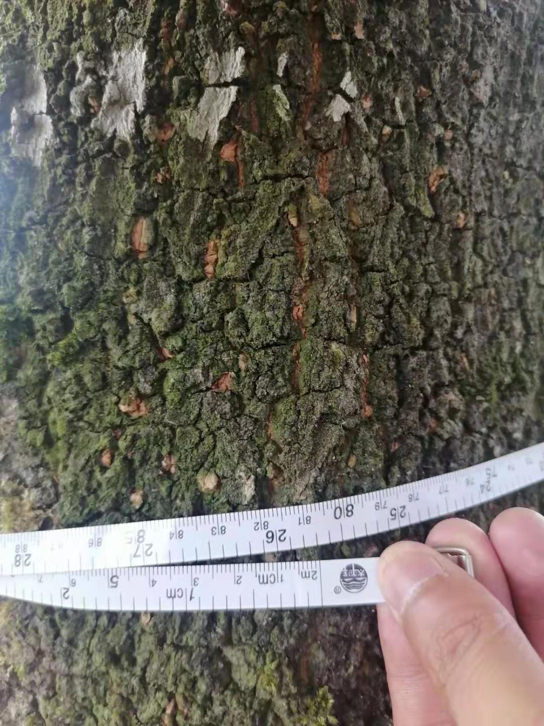  八月桂1米2分枝     树形7分2以上